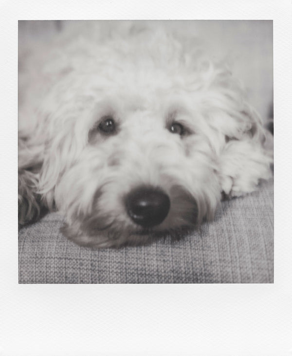 Polaroid B&W 600 Film 白框 (6003)